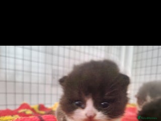 British Shorthair cats 😍 READY NOW gccf reg British shorthair kittens - Advert 3