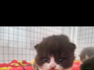 British Shorthair cats 😍 READY NOW gccf reg British shorthair kittens - Advert 4