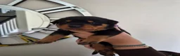 Rottweiler dogs for sale: WORLD CHAMPION CHUNKY ROTTWEILERS  - Advert 29