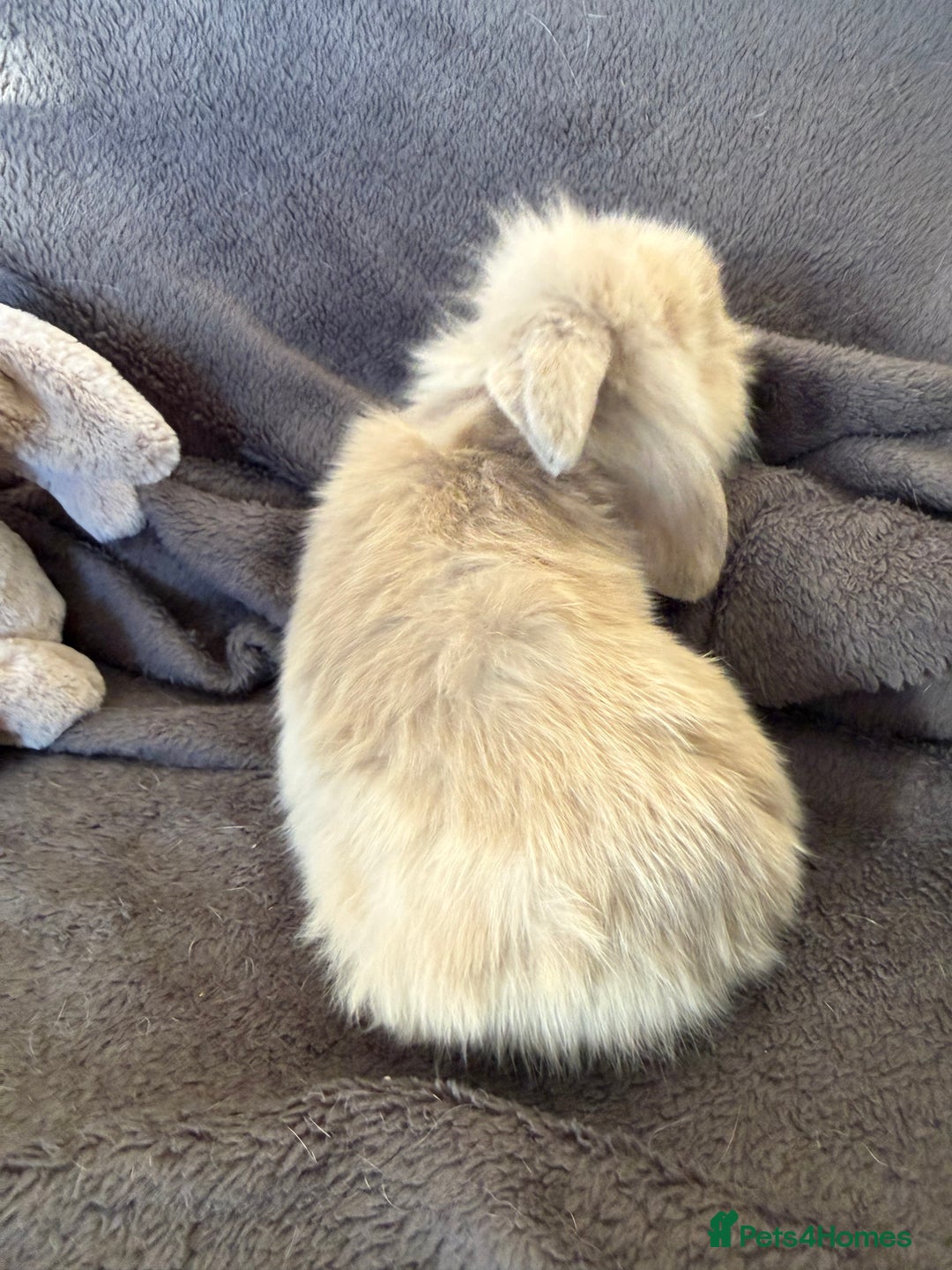 Mixed Breed rabbits for sale: Beautiful friendly baby bunnies ready in 4 weeks  - Advert 22