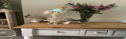 Ragdoll cats for sale: Stunning  ragdoll kittens boy available  - Advert 24