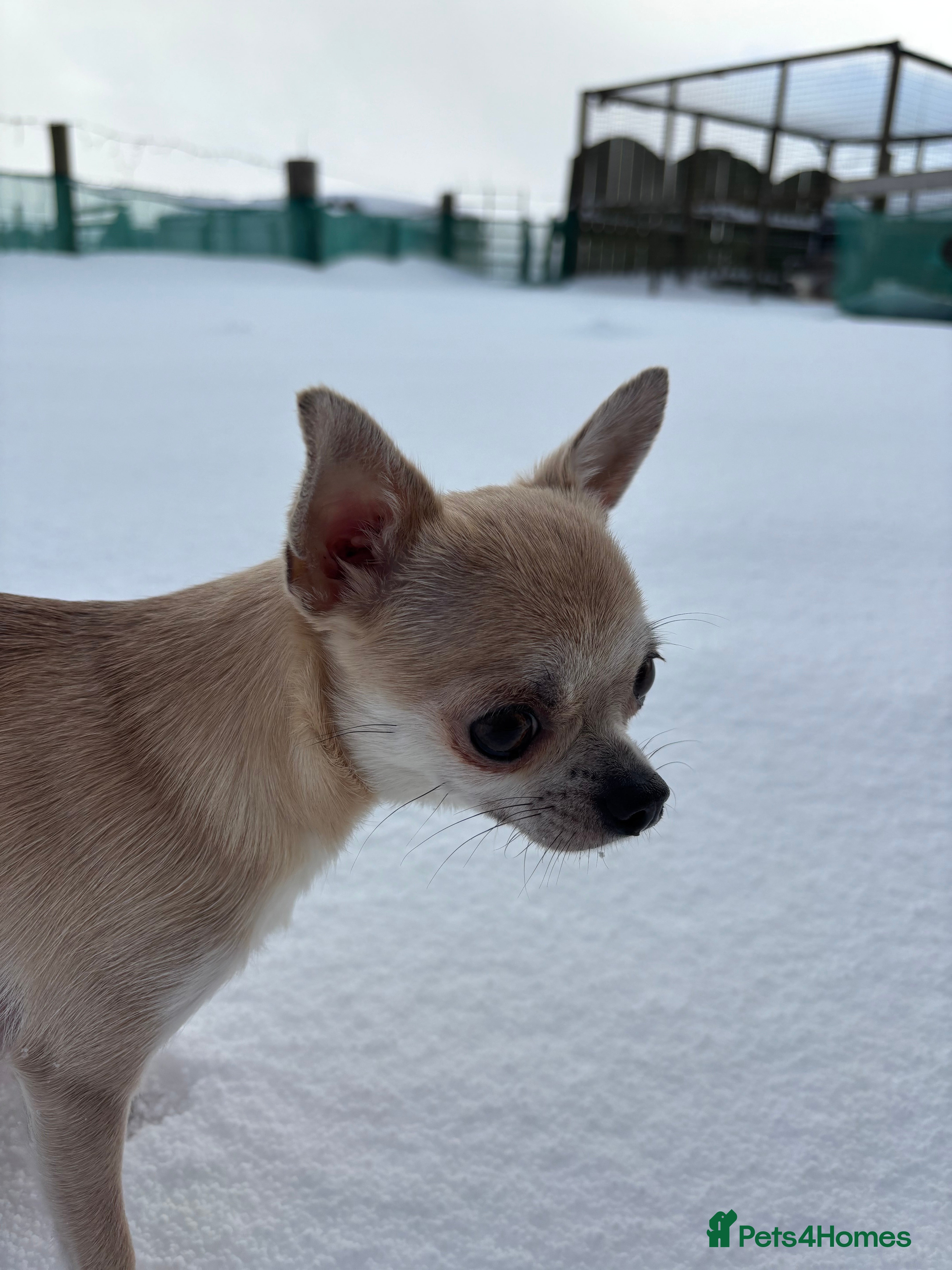 Chipoo dogs ChiPoo Puppies  - Advert 1