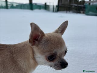 Chipoo dogs ChiPoo Puppies - Advert 2