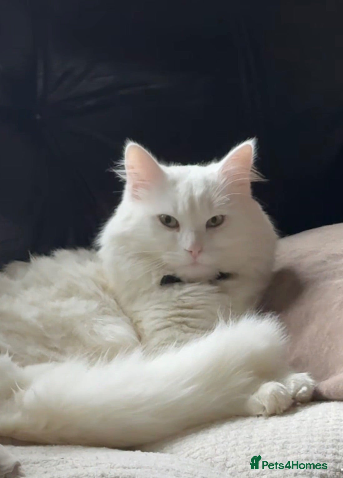 Turkish Angora cats A sweet boy - Advert 16