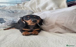 Miniature Dachshund dogs for sale: Minature dachshund  - Image 17