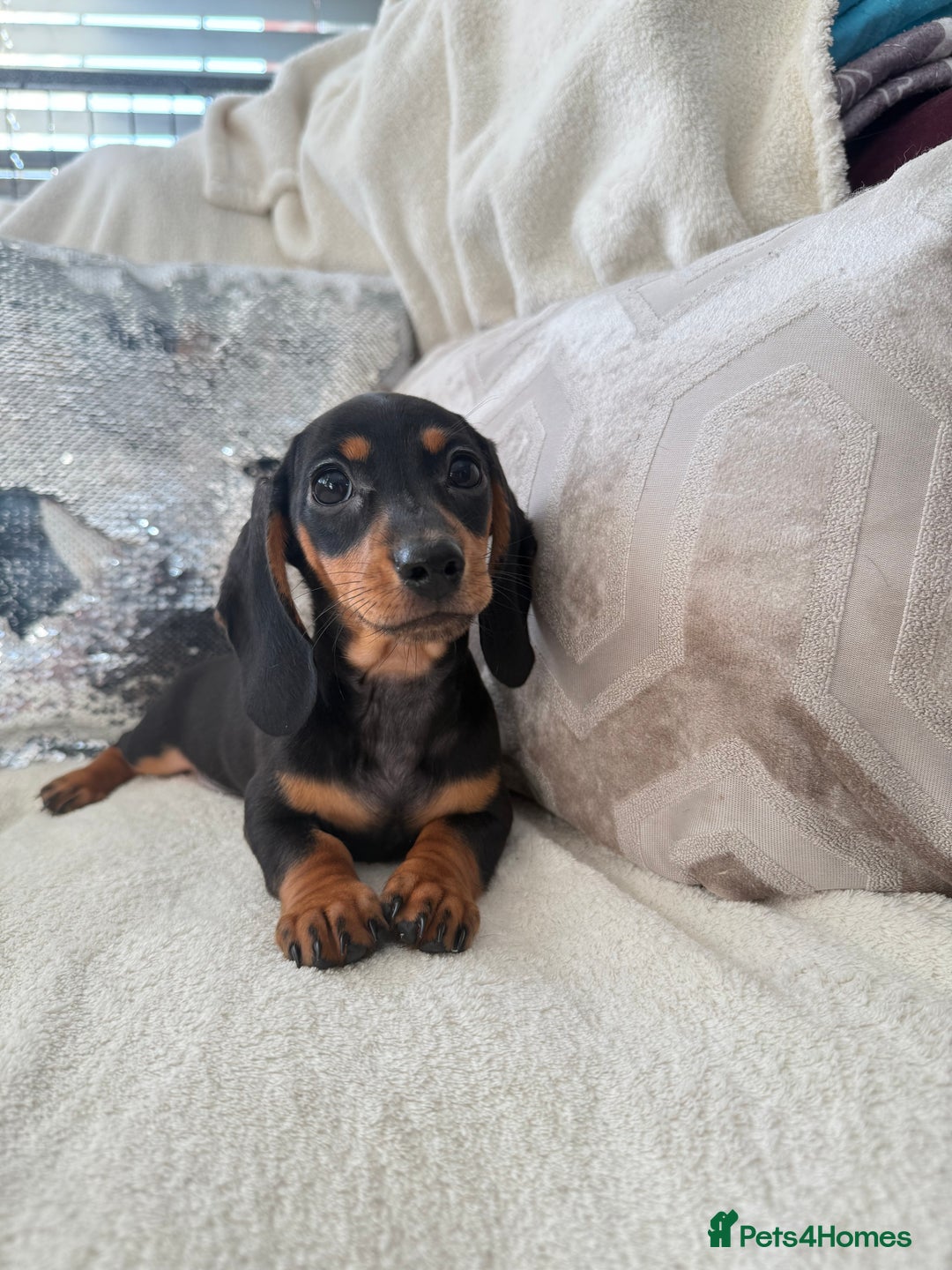 Miniature Dachshund dogs for sale: Minature dachshund  - Image 17