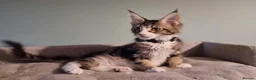 Maine Coon cats for sale: LAST 2 BEAUTYFULL KITTENS Tica Reg.!! - Advert 25