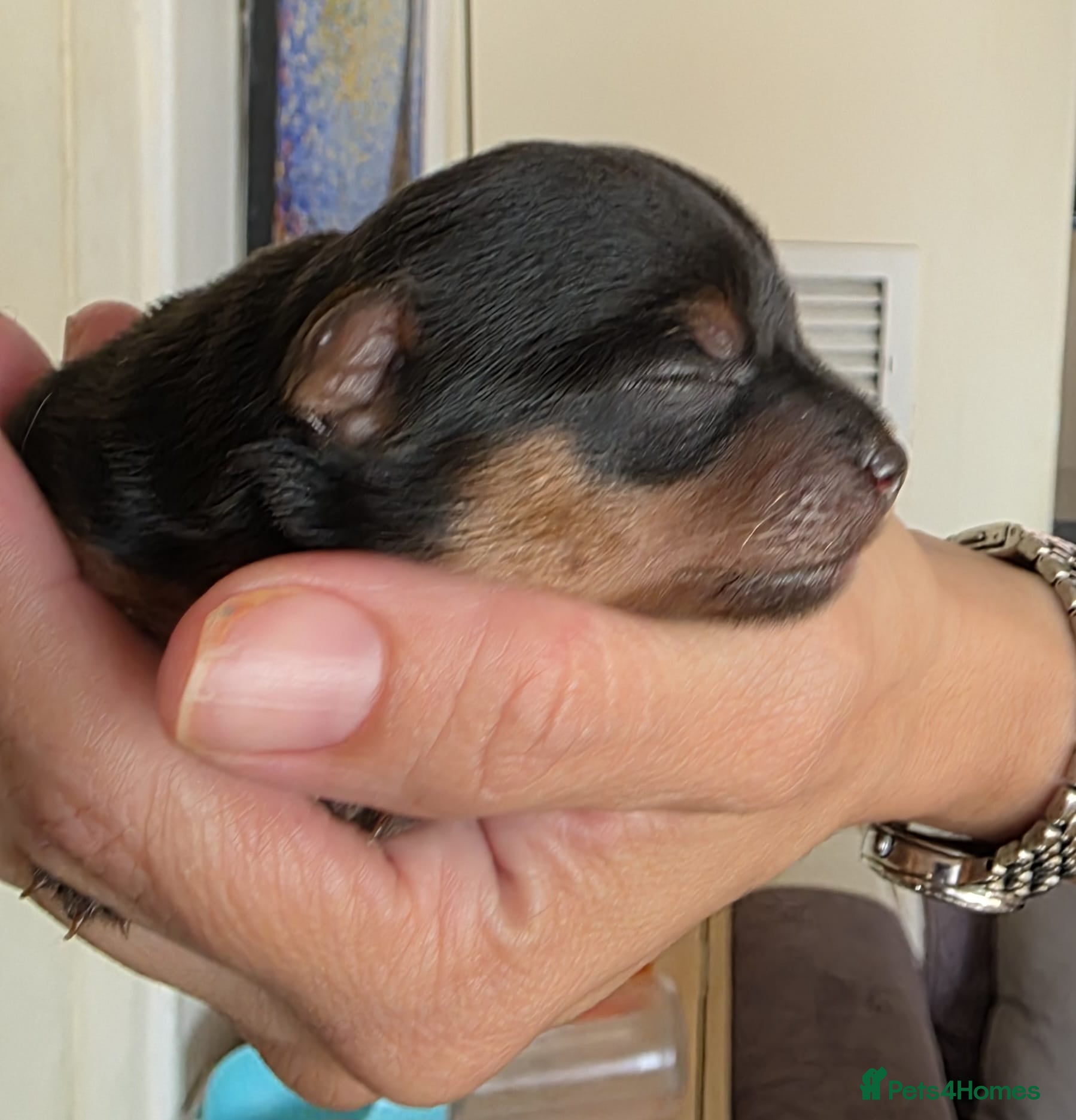 Yorkshire Terrier dogs Adorable Yorkie Puppies Looking for Loving Home!  - Advert 6