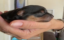 Yorkshire Terrier dogs for sale: Lovely Yorkies puppies for sale  - Image 1
