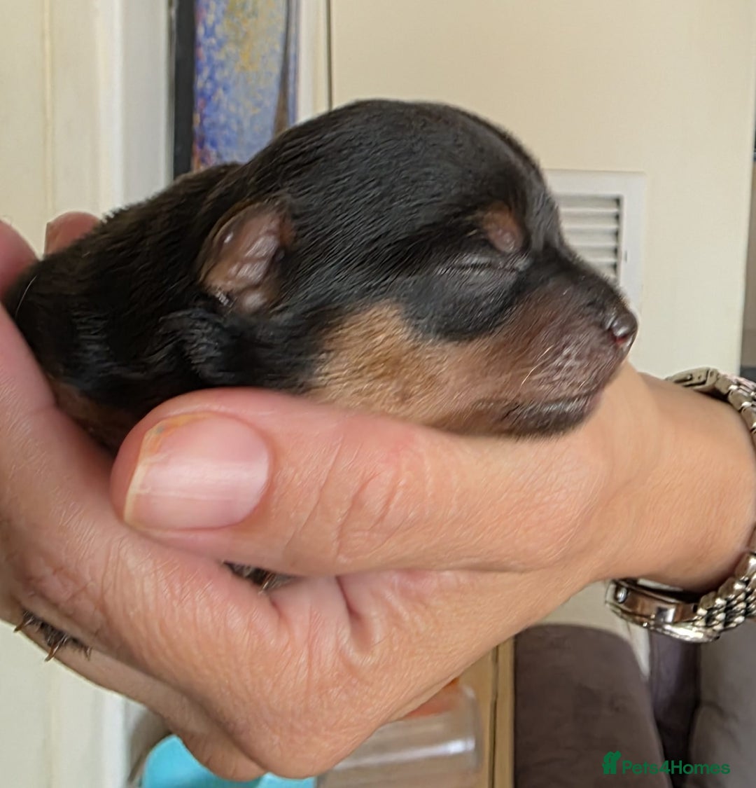 Yorkshire Terrier dogs for sale: Lovely Yorkies puppies for sale  - Image 1