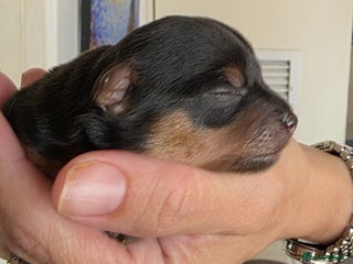 Yorkshire Terrier dogs - Advert 7