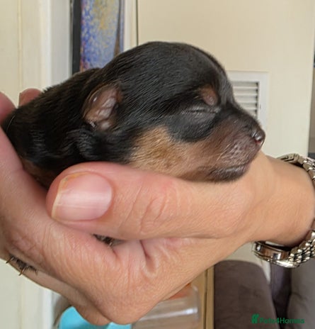 Yorkshire Terrier dogs - Advert 14