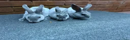 Rex rabbits for sale: Beautiful Baby blue Mini Rex  - Advert 6