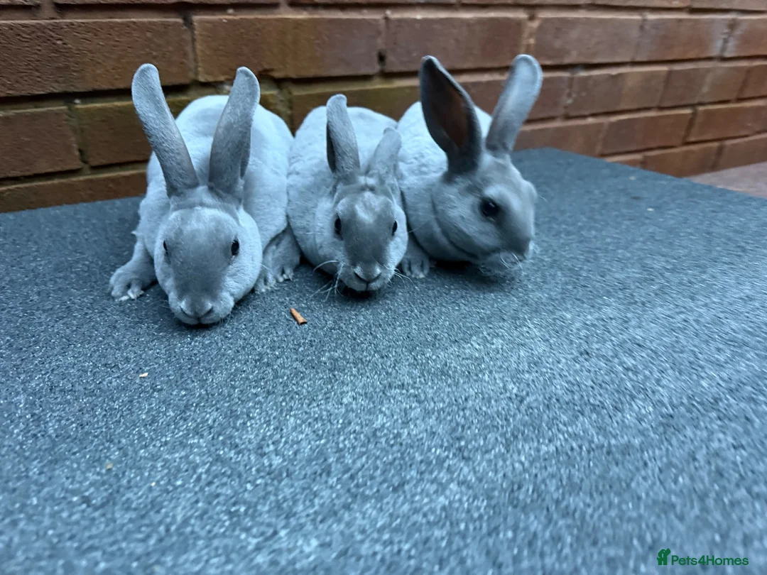 Rex rabbits for sale: Beautiful Baby blue Mini Rex  - Advert 6