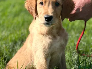 Golden Retriever dogs Dark Golden KC registered Golden retrievers - Advert 11