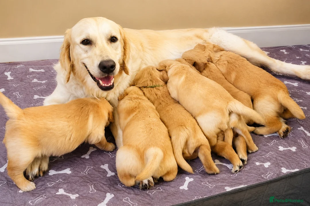Golden Retriever dogs for sale: KC Registered Puppies From Our Much Loved Goldens! - Advert 1