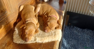 Hungarian Vizsla dogs - Advert 4