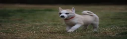 Huskita dogs for sale: Puppies for sale  - Advert 9