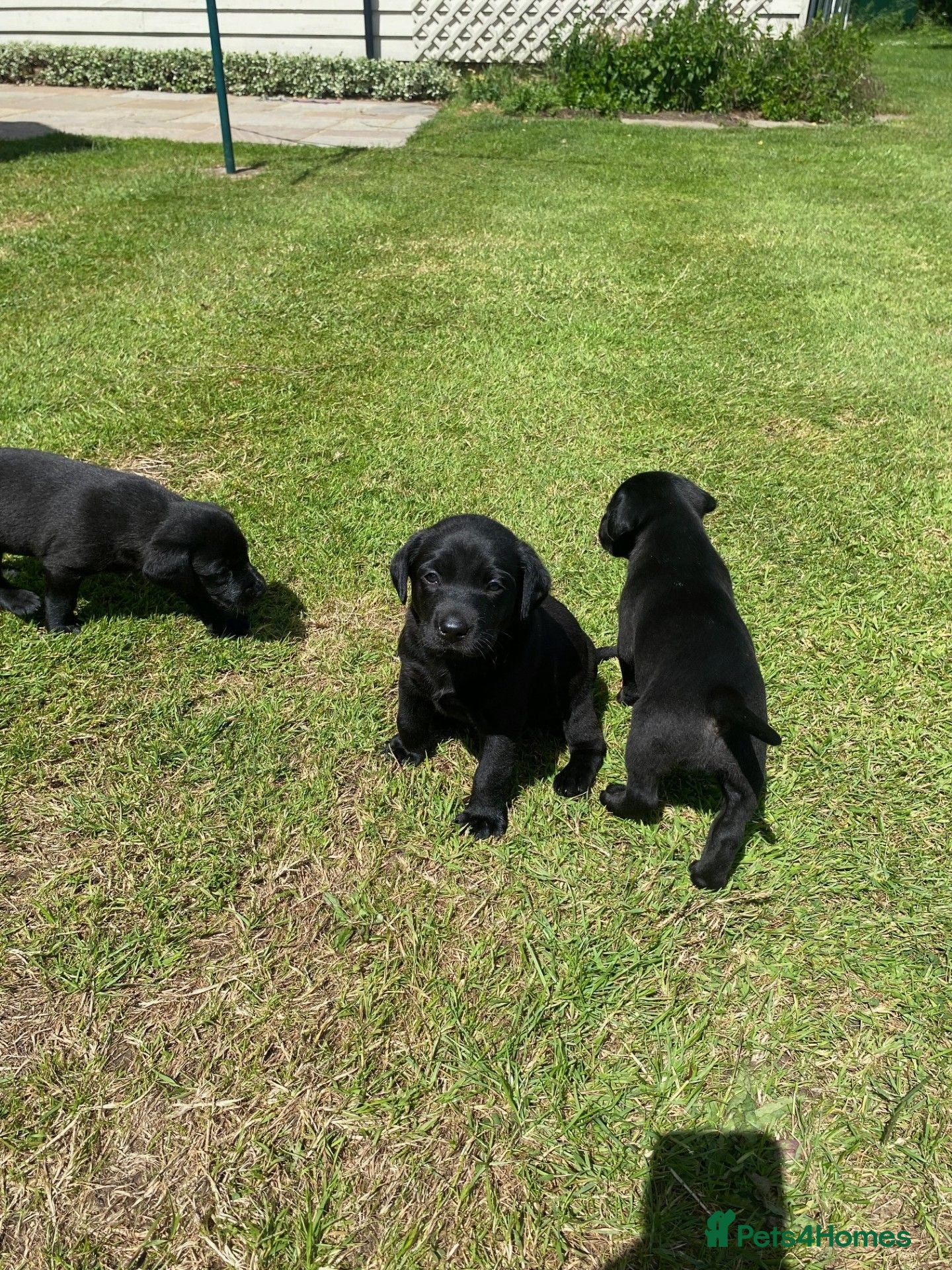 Labrador Retriever dogs Black working Labrador puppies KC Reg - Advert 1