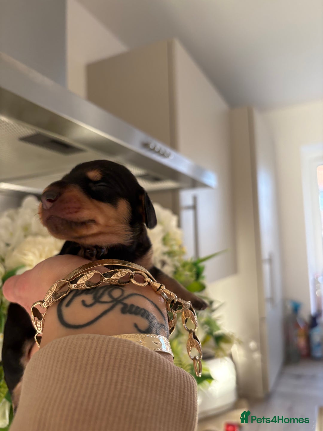 Miniature Dachshund dogs for sale: Stunning Mini Dachshunds 😍  - Image 6
