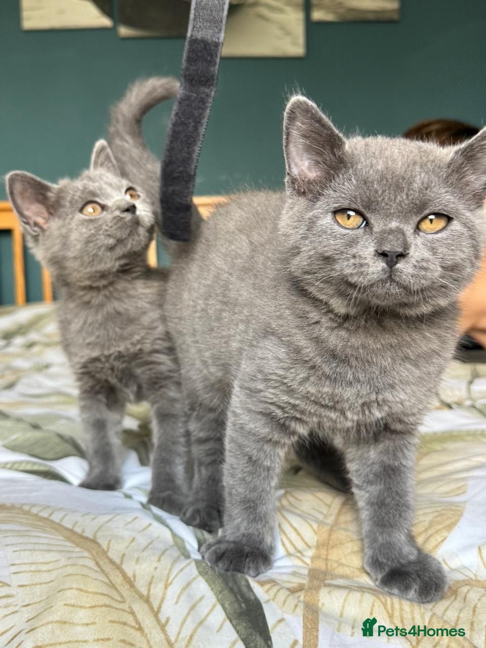 British Shorthair cats Beautiful British Shorthair kittens  - Advert 5