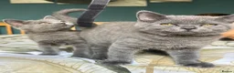 British Shorthair cats for sale: Beautiful British Shorthair kittens  - Advert 1