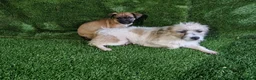 Mixed Breed dogs for sale: Border terrier cross jack russel puppies  - Advert 12