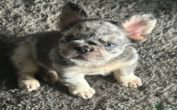 French Bulldog dogs for sale: 🐾Ready now 🔥Fluffy French bulldogs🔥🐾 in Rotherham - Image 14