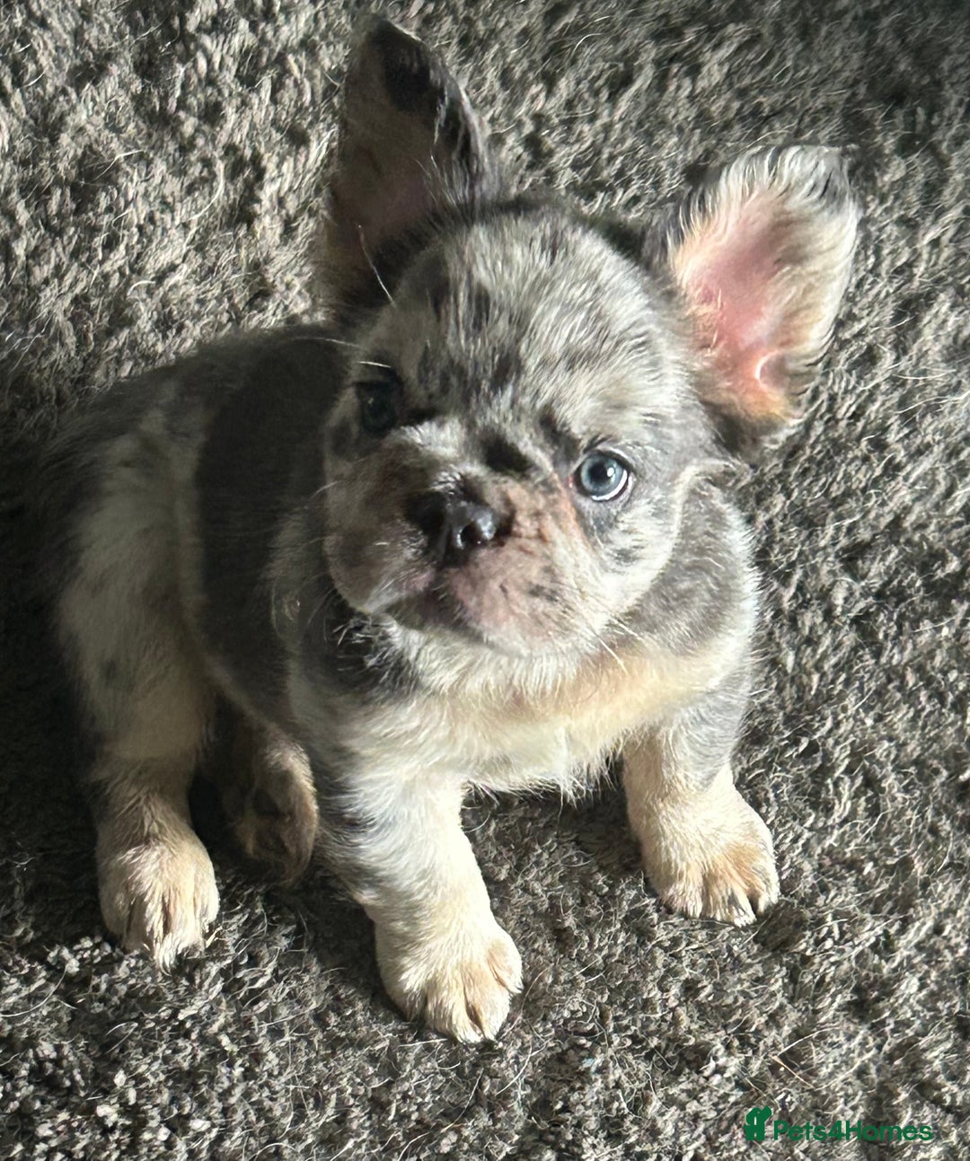 French Bulldog dogs for sale: 🐾Ready now 🔥Fluffy French bulldogs🔥🐾 in Rotherham - Image 14