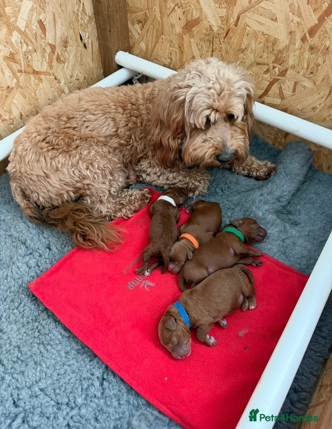 Cockapoo dogs for sale: F1b cockapoo puppies fully DNA and health tested. in Lewes - Advert 2