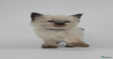Ragdoll cats - Advert 8