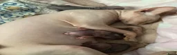 Sphynx cats for sale: SPHYNX MALE BLACK - Advert 4