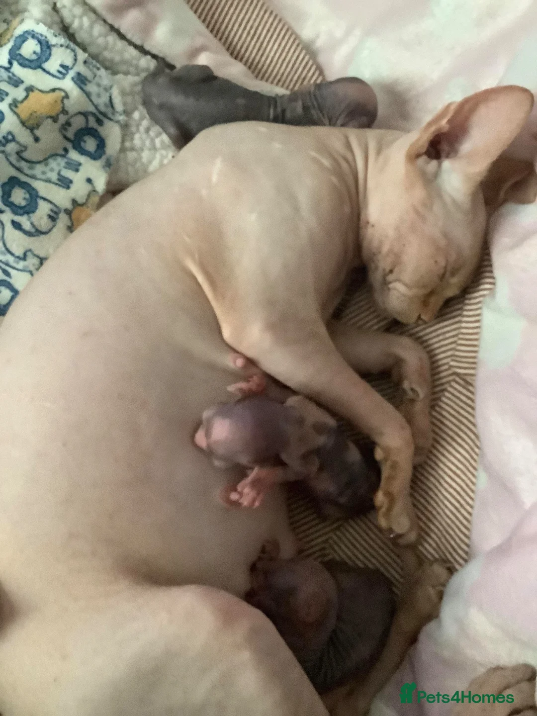 Sphynx cats for sale: SPHYNX MALE BLACK - Advert 4