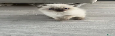 Ragdoll 4