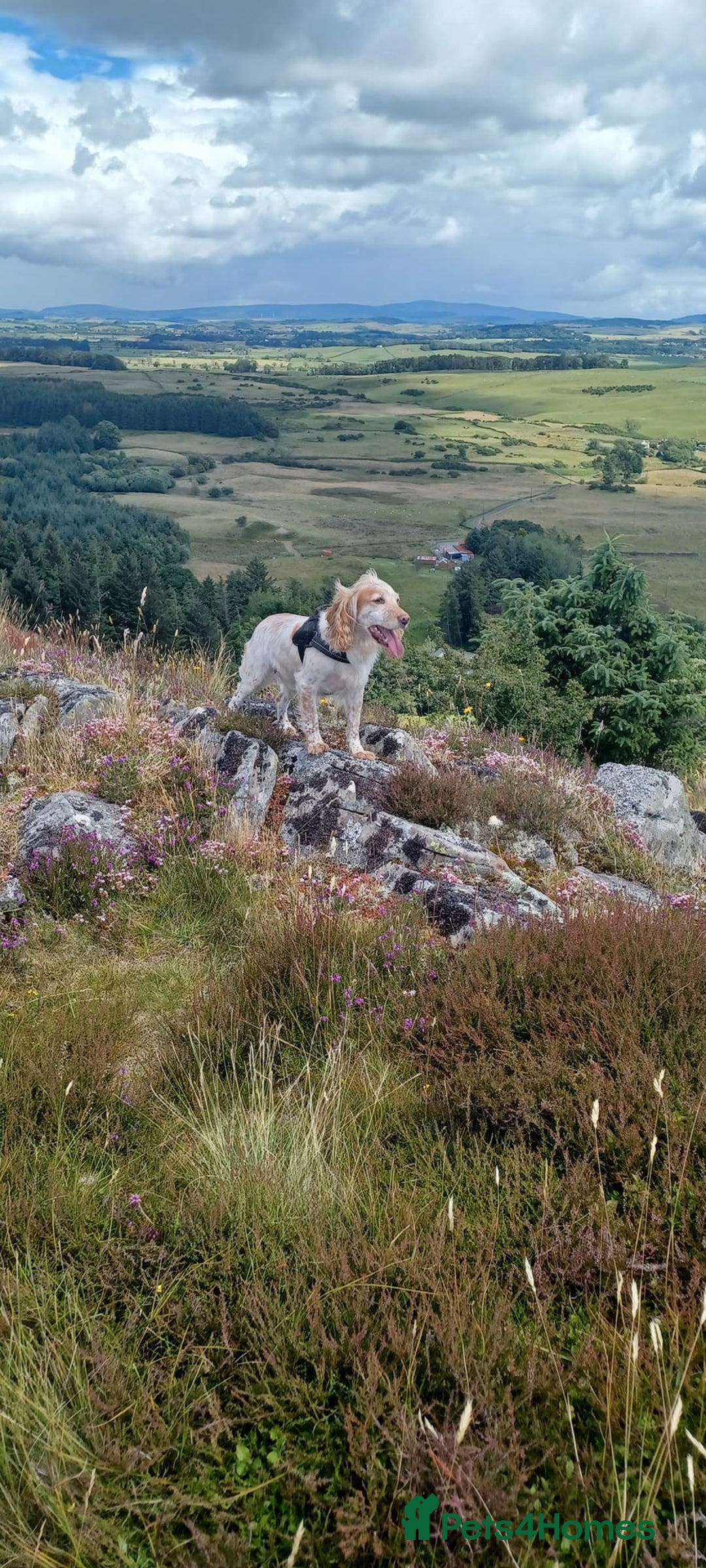 Cocker Spaniel dogs for sale: KC Reg W/T Roan Cocker Spaniels - Image 12