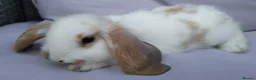 Mini Lop rabbits for sale: Cute French x Mini Lop Looking for Loving Homes! - Advert 28