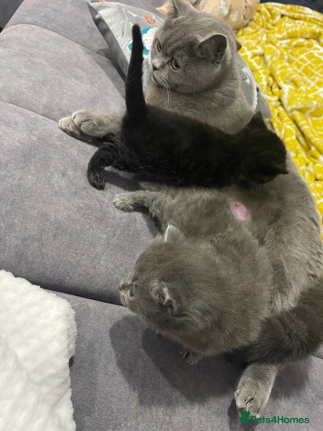 Bombay cats for sale: 🐱 British Bombay Male Kitten for Sale🐱 - Advert 6