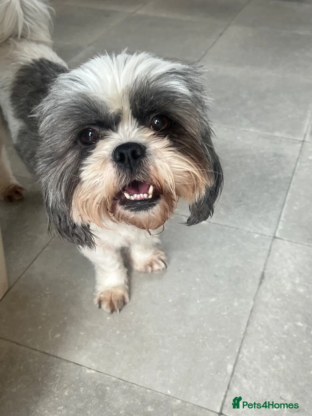 Mixed Breed dogs for sale: JACKTZU PUPS FOR SALE £450 - Advert 2