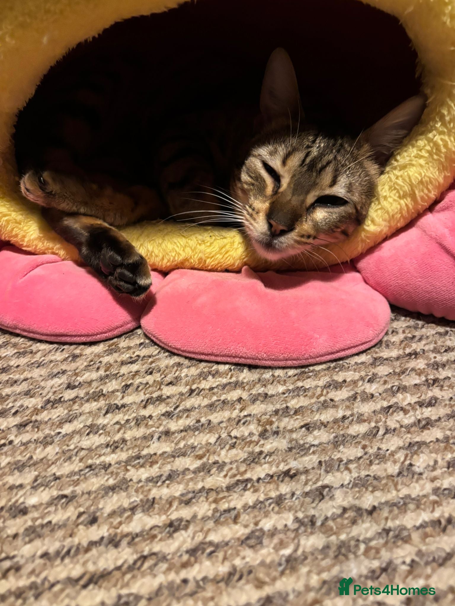 Bengal cats Neutered female Bengal  - Advert 1