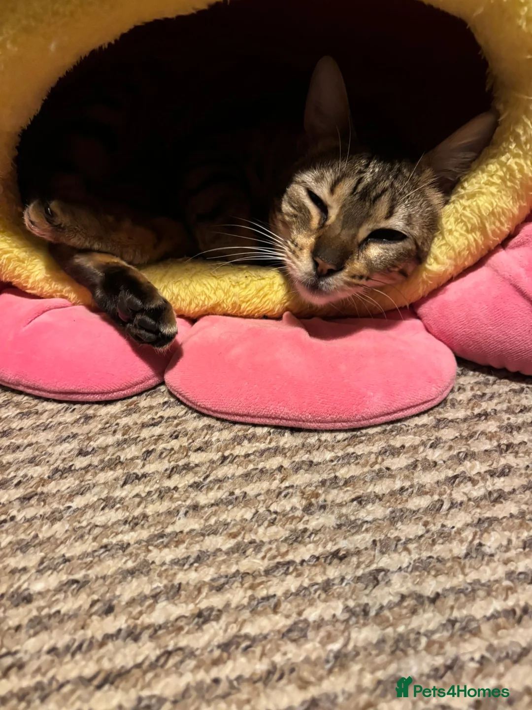 Bengal cats for sale: Neutered female Bengal  - Advert 1