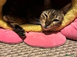 Bengal cats Neutered female Bengal - Advert 1