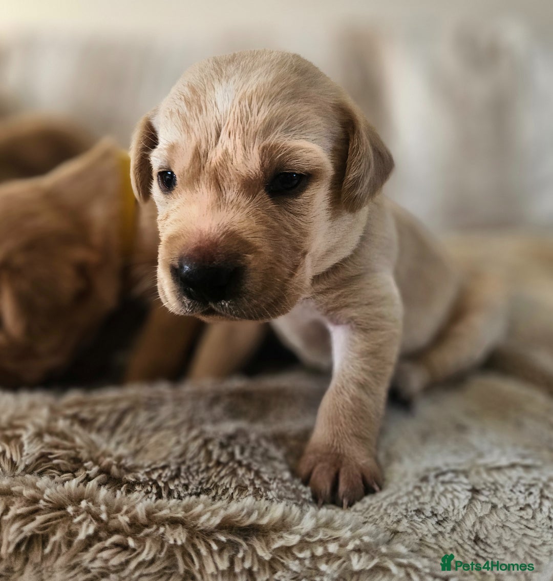 Labrador Retriever dogs for sale: KC Registered Labrador Puppies – Family Raised - Advert 14