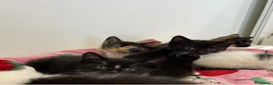 Mixed Breed 3