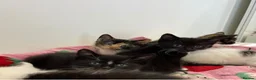 Mixed Breed cats for sale: 6 Adorable Kittens – 3 Boys & 3 Girls - Advert 4