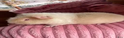 Guinea Pig rodents for sale: 3 teddy males - Advert 2