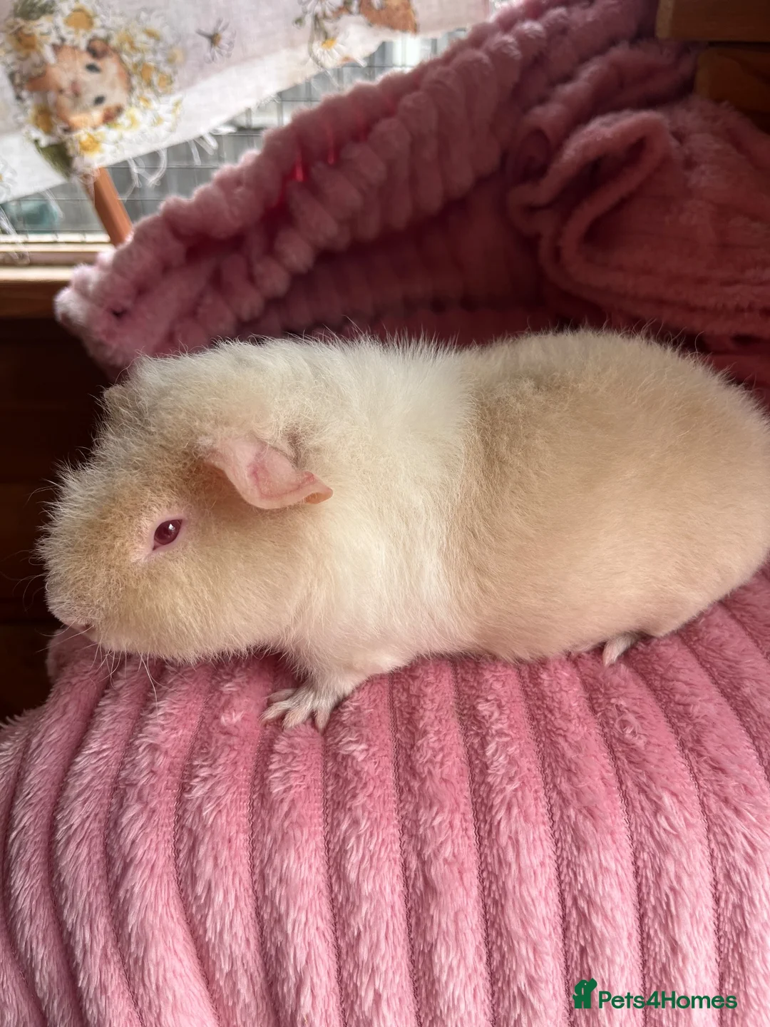 Guinea Pig rodents for sale: 3 teddy males - Advert 2