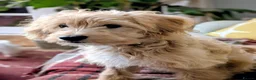 Mixed Breed dogs for sale: Female Ttoodle 13 months Old  - Advert 1