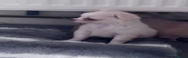 Chihuahua Puppy 6