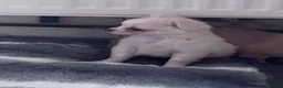 Chihuahua dogs for sale: gorgeous puppies in hull - Advert 28