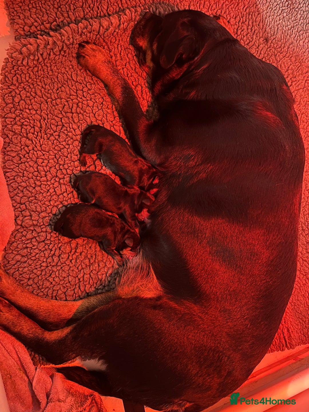 Rottweiler dogs for sale: Rottwieler pups kc registered - Advert 5